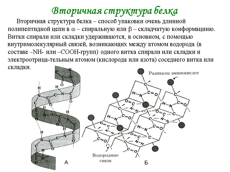 Вторичная структура белка Вторичная структура белка – способ упаковки очень длинной полипептидной цепи в Вторичная структура белка Вторичная структура белка – способ упаковки очень длинной полипептидной цепи в